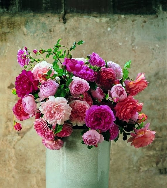 David Austin roses