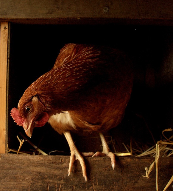 hen house life