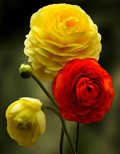 Garden Tip – bury a plastic pot and plant seeds around the pot. Use the pot for deep watering.