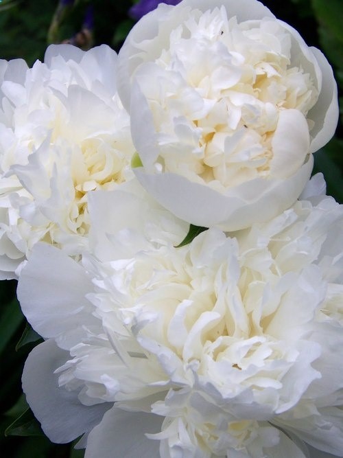 white peonies my personal fav