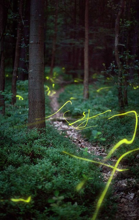 fireflies + long exposure. Photographer unknown