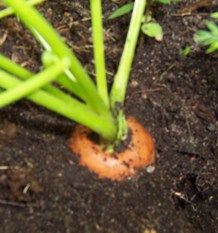 How to tell when your Carrots/veggies are ready to harvest! Great guide for beginners!
