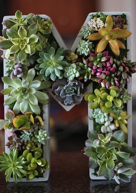 Plant A Vertical Succulent Garden, by AfroChic. I have so many succulents, they keep multiplying!!