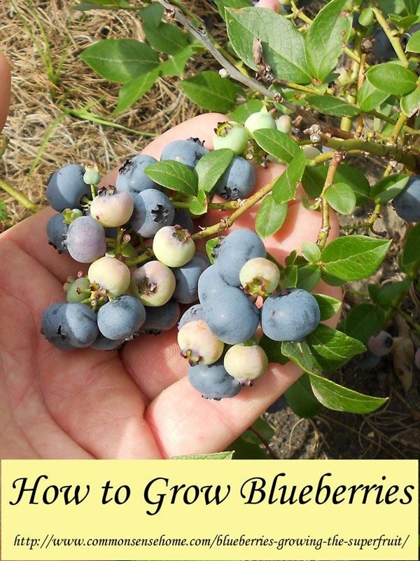How to grow blueberries at home – soil preparation, soil pH, which blueberries to grow, how much water blueberries need, best mulch for blue…