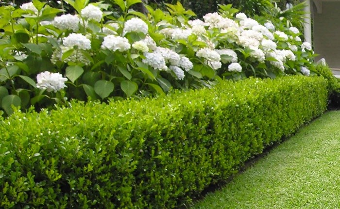 Hydrangeas and buxus hedge