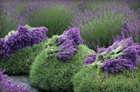 Image of Lavender Flower Harvest