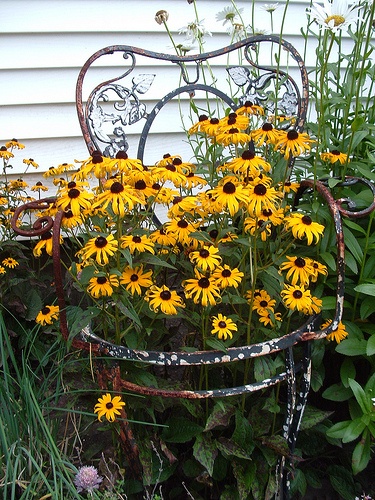 use old seatless chair as plant support…