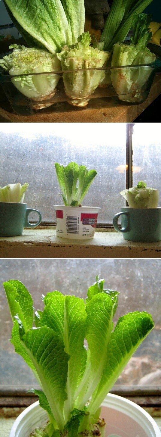 Re-grow Romaine Lettuce Hearts – just cut, place in water, and watch them grow back in days…