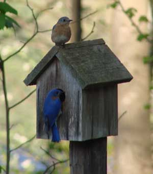How to attract Bluebirds to your yard