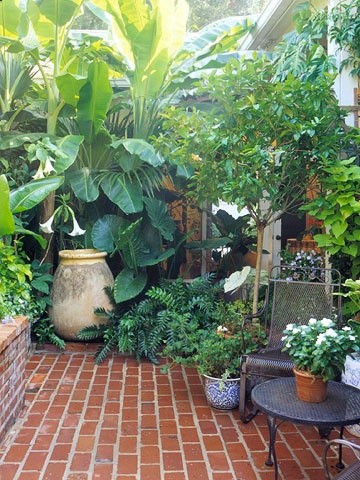 Beautiful tropical plants used on small paved patio.