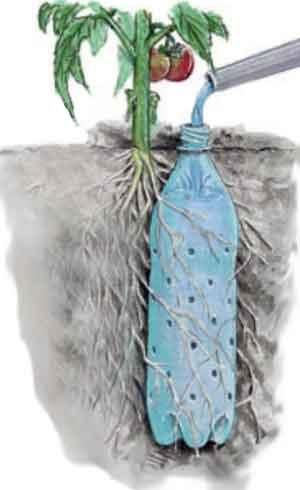 tomato plant irrigation