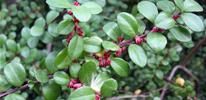 African Boxwood