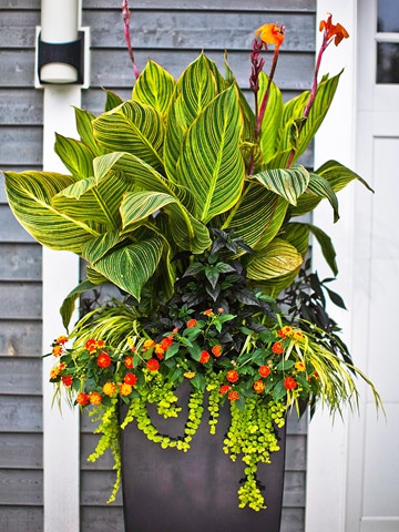 Tropical Flowers for Patio
