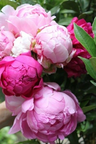 Gorgeous pink peonies