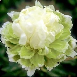Peony Green Lotus