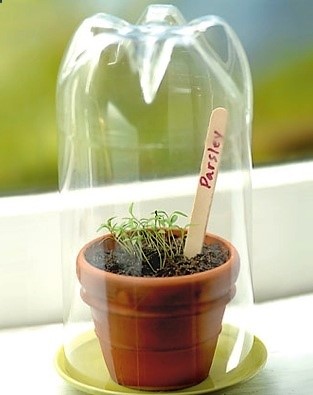 Starting Seeds