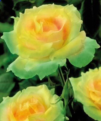 I have these ordered…. Mint Julep rose… gorgeous!