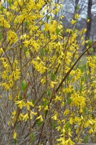 How to Grow Forsythia
