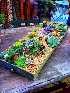 Love this Succulent Garden