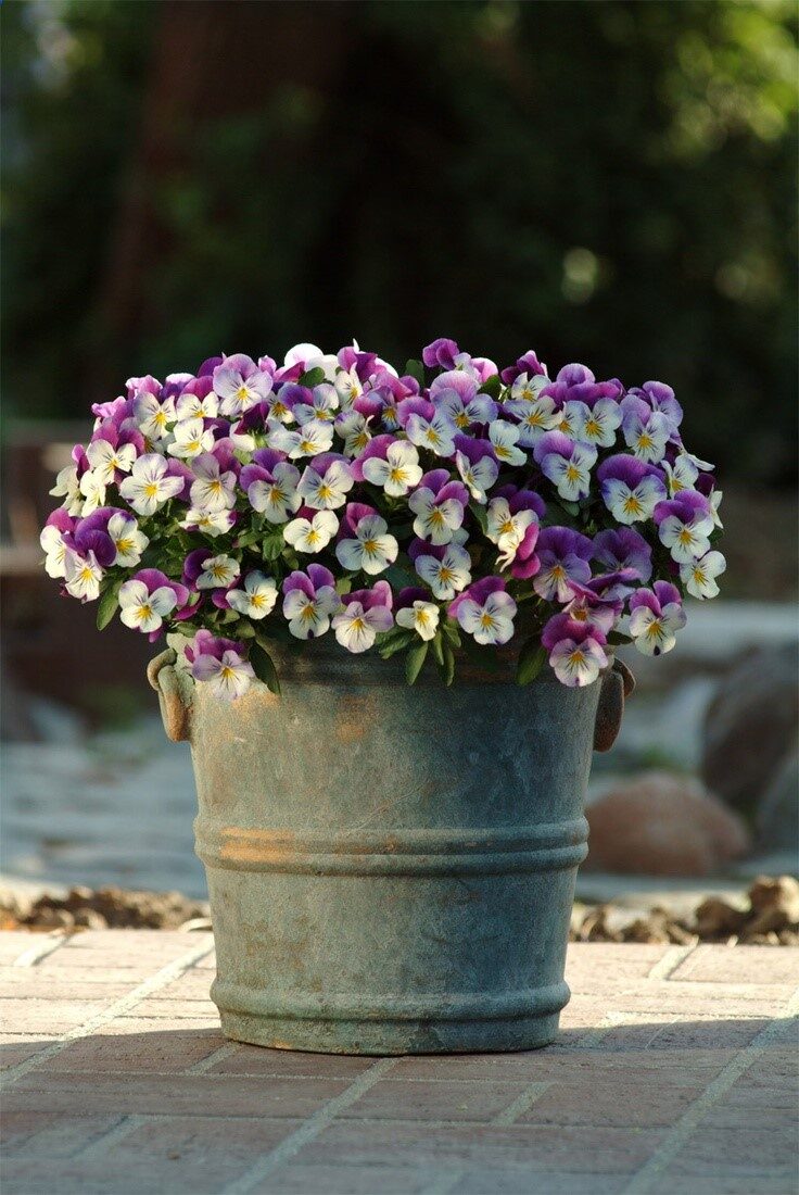 Violas