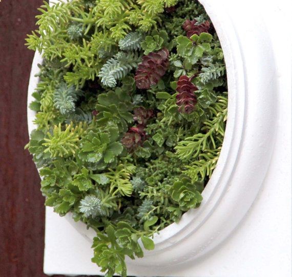 XL White Living Succulent wall planter Comes by nevastarr on Etsy, $129.95
