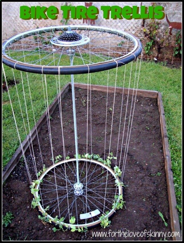 DIY Recycled bike tire trellis FOR any vine growing plant … even morning glories at curb side or green beans in the middle of the garden and great for tomato plants – plant the tomatoes near the center .. will hold 2 plants one on each side