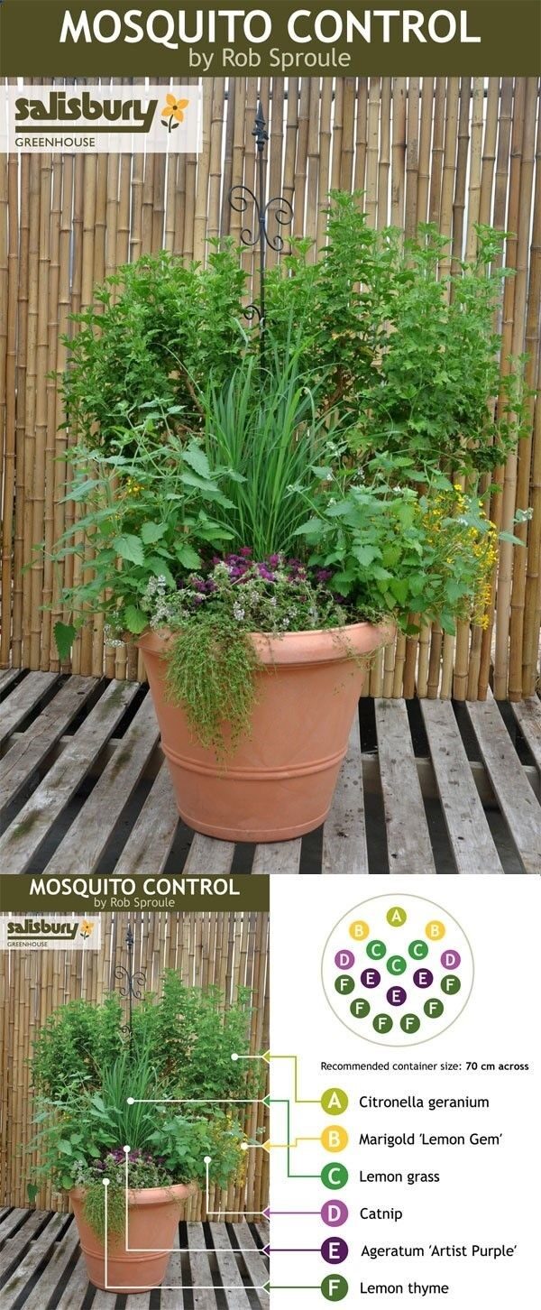 Build a #Mosquito Control container so you can sit and unwind in the evenings without dousing in DEET. – ruggedthug