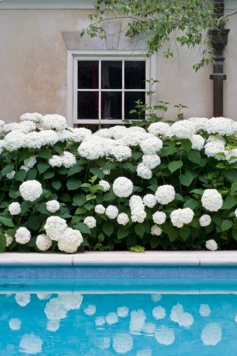 White hydrangeas.