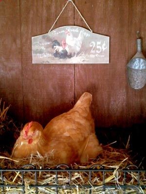 Fresh or dried herbs in your nesting boxes not only work as insecticides, but also have anti-bacterial properties, and can act as natural wormers, anti-parasitics, insecticides, rodent control, stress relievers and laying stimulants. Here is a partial list of common herbs and flowers and their beneficial properties:
