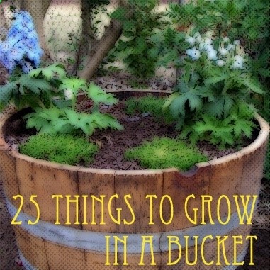 25 Things You can Grow in a Wash Tub or Bucket