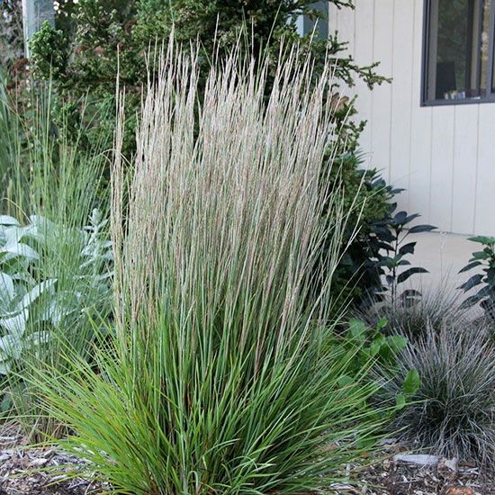 Prairie Munchkin Little Bluestem