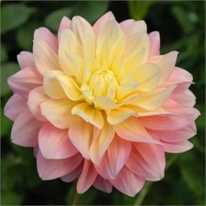 Dahlia Peaches and Dreams