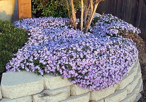 Phlox (blue creeping). I simply adore phlox, and have used some of it for my sidewalk garden–people are trying to keep their dogs from using the sidewalk garden, which is nice!) AIM to plant phlox in a container, and have it melt over the side. :) Such a beautiful creeper.