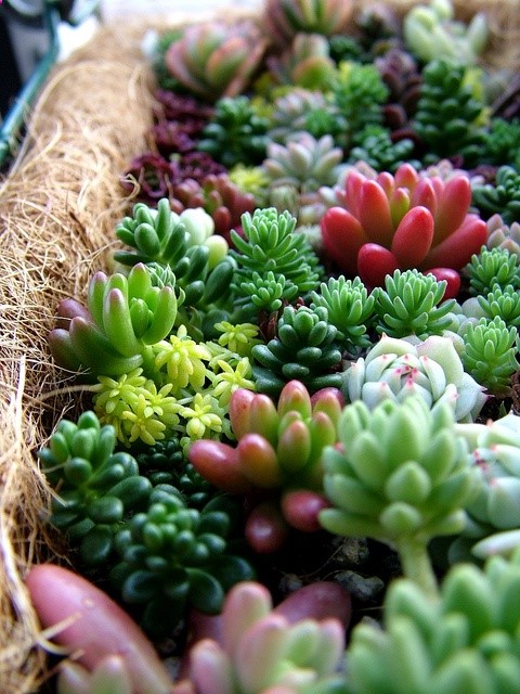 Small Succulents