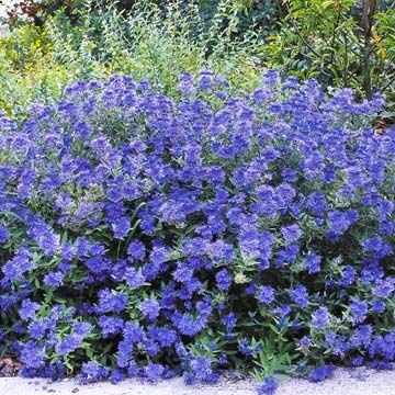 Flowering Shrubs by Season Bluebeard (Caryopteris selections) Enlarge Image close Add bluebeard (sometimes called blue mist spirea) wherever you want a refreshing punch of blue color in the late summer to early fall landscape. You can find varieties with variegated, golden, or chartreuse foliage, or pink flowers, too. Most grow 3 feet tall and wide. Zones 4-8