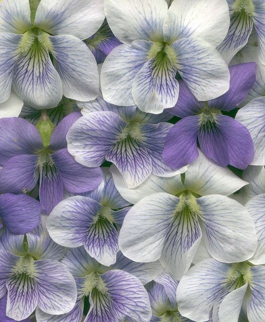 Violets