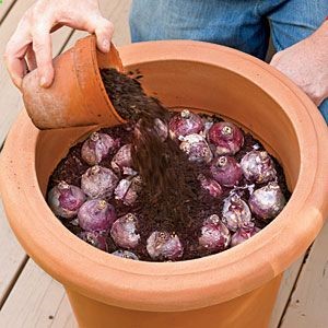 How to Plant Bulbs in a Container – planting in fall and leaving outside during winter will bring forth better blooms because of the exposure to winter cold!