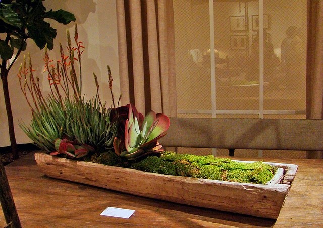 succulent, wood trough, paddle plant, aloe vera, mood moss