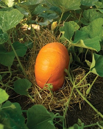 Tuck a little straw under each pumpkin as it grows to keep it dry and prevent it from rotting