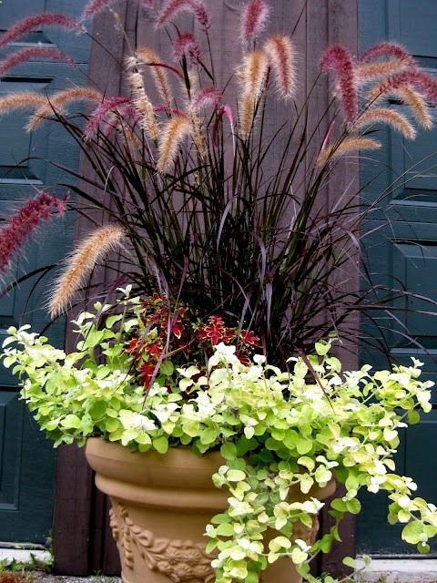 Container with lime green licorice (helichrysum), matches the green on the edges of the leaves of the coleus. In the center is purple fountain grass.