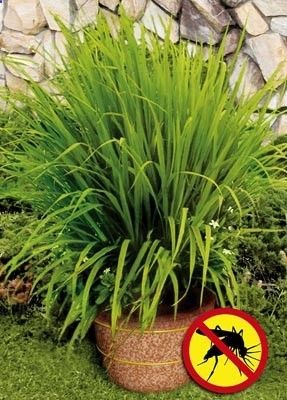 MUST grow some. Mosquito grass (a.k.a. Lemon Grass) repels mosquitoes | the strong citrus odor drives mosquitoes away–very functional patio plant.