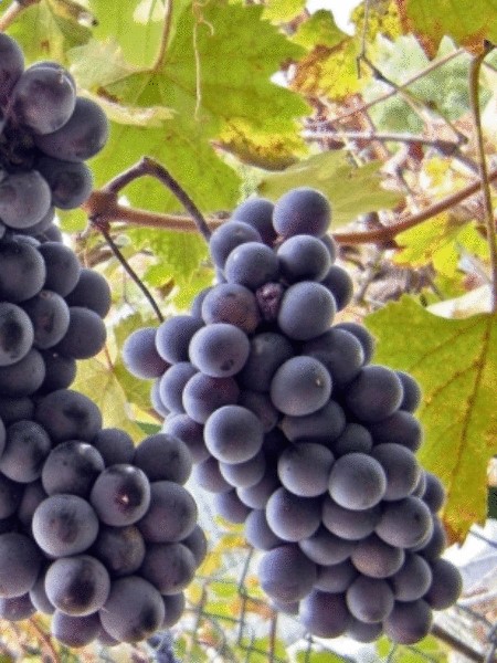 Your Own Grapes – Growing grapes is not difficult, but there are a few things you must absolutely know in order to succeed.