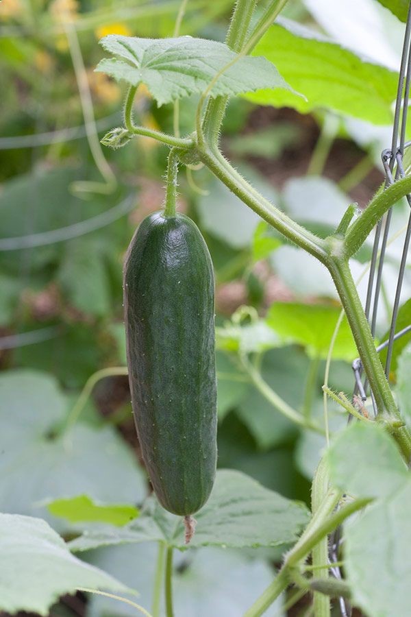 Growing Cucumbers – Bonnie Plants || Cucumbers on a trellis are clean and easy to pick. Use a trellis small enough for tendrils to grab.