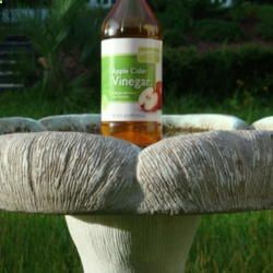 Apple Cider Vinegar 1 capful to keep bird bath clean and reduce algae growth. Also provides vitamins  minerals to birds!