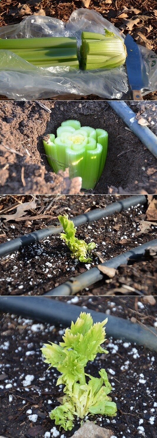 Planting a celery bottom will produce a new stock of celery… Amazing!!!