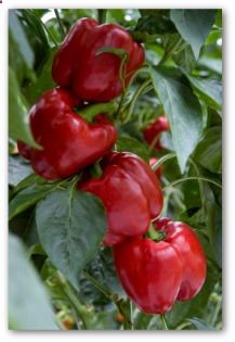 Growing peppers. Peppers hate nitrogen/commercial fertilizer. Wait until plants flower before fertilizing. Then spray leaves with 1 tsp of Epsom salt to 1qt of water (peppers need Magnesium to set fruit). Peppers also enjoy small amounts of potassium (wood ashes).