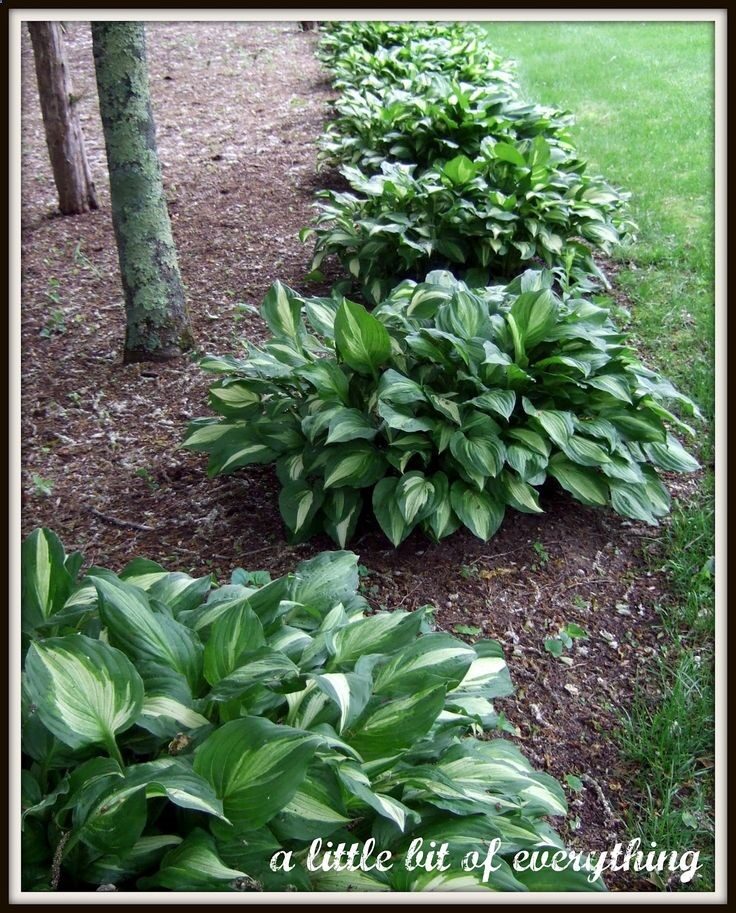 Keep your hostas looking like this with Irish Spring Soap