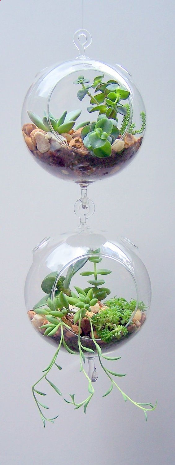 Terrarium Glass Hanging Double Hook with Succulents Vertical Gardening DIY Kit. $24.00, via Etsy. Love this