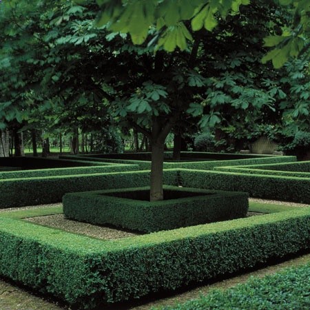 Boxwood