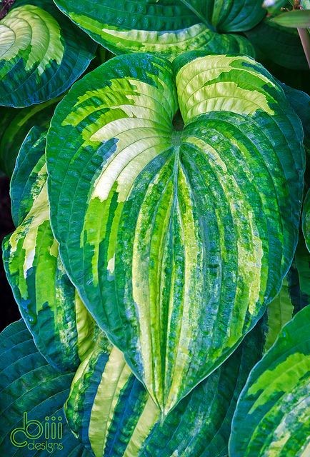 Dorothy Benedict Hosta